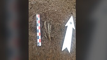 Además de los anillos, se