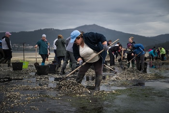 Mariscadores recogen las conchas y