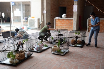 La SEMARNAT anunció una serie