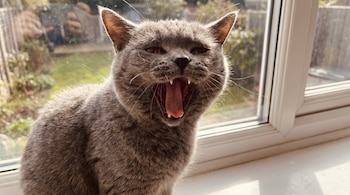 Primer plano de un gato gris bostezando en el alféizar de una ventana, mostrando su lengua rosa y dientes afilados. El exterior de un jardín se ve a través del cristal.