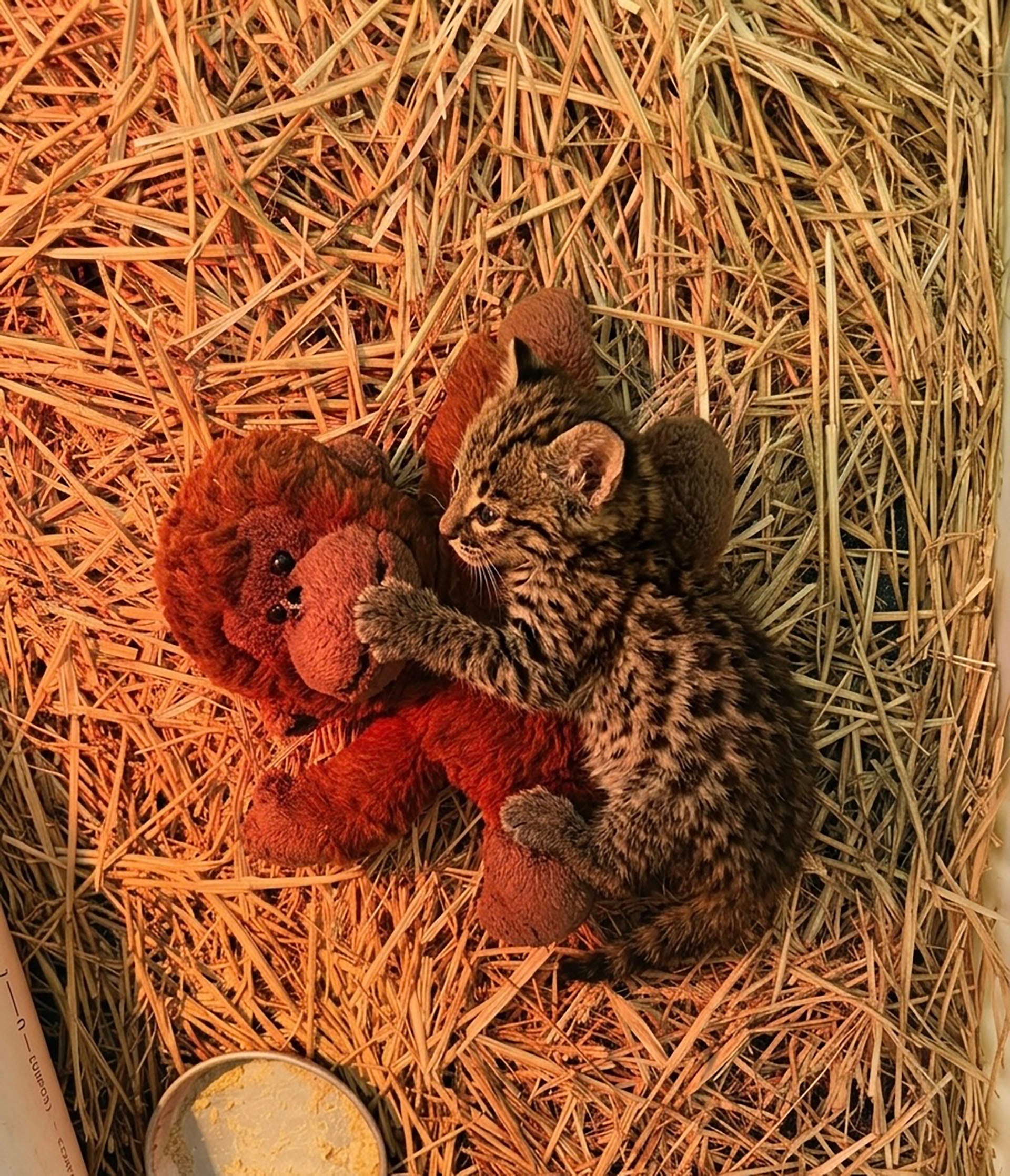Dos gatos monteses regresaron a su hábitat tras superar una etapa crítica y aprender a evitar el contacto humano (Temaiken)