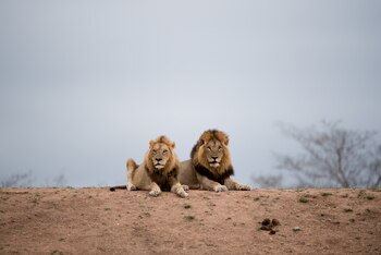 La coordinación de la manada