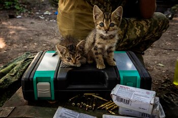 Los gatos merodean la base