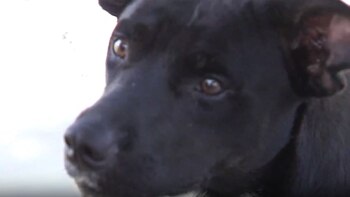 Una foto de cerca del