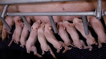 Cuando el cuerpo es territorio