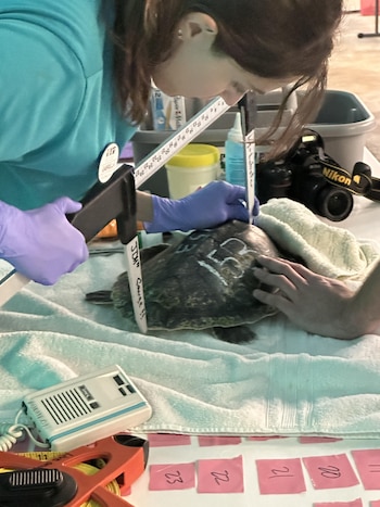 El Acuario de Nueva Inglaterra