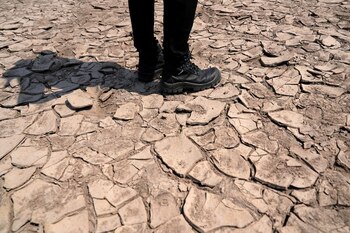 En suelos muy secos, la