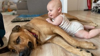 Más hogares con mascotas y menos con hijos en Perú: así impacta esta tendencia en el mercado