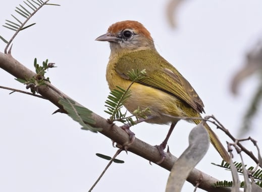 El hallazgo del verdillo del Beni, publicado en Avian Systematics, resolvió una confusión taxonómica que se mantuvo durante más de seis décadas (Gentileza, estudio Una nueva especie de verdillo de Bolivia del grupo Hylophilus poicilotis/amaurocephalus (Vireonidae), publicado en Avian Systematics)