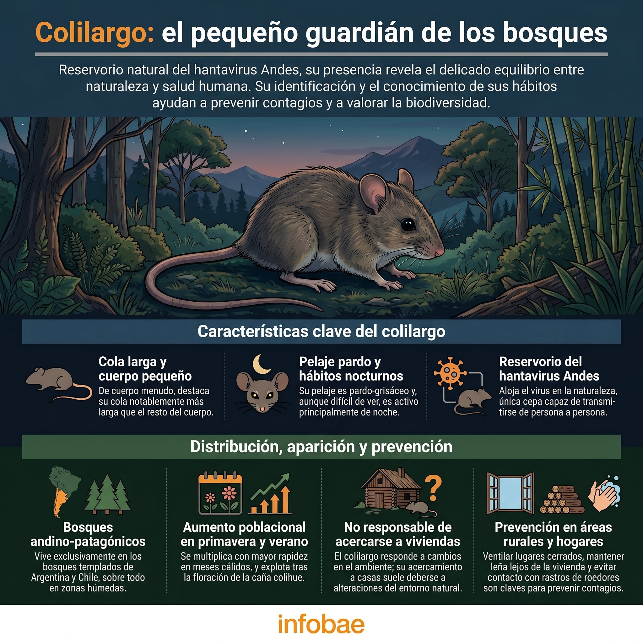 El equilibrio ecológico del colilargo es esencial para la salud de los bosques patagónicos (Imagen Ilustrativa Infobae)