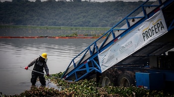 El Gobierno de México reportó una reducción de más de 50% en la superficie afectada por lirio acuático en la presa Endhó, en Hidalgo.