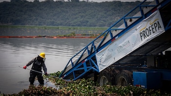 Gobierno de México reduce a la mitad el lirio acuático en la Presa Endhó tras ocho meses de trabajos de saneamiento