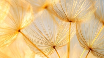 Energéticamente, el diente de león