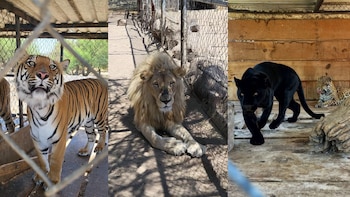 Decomiso de grandes felinos y