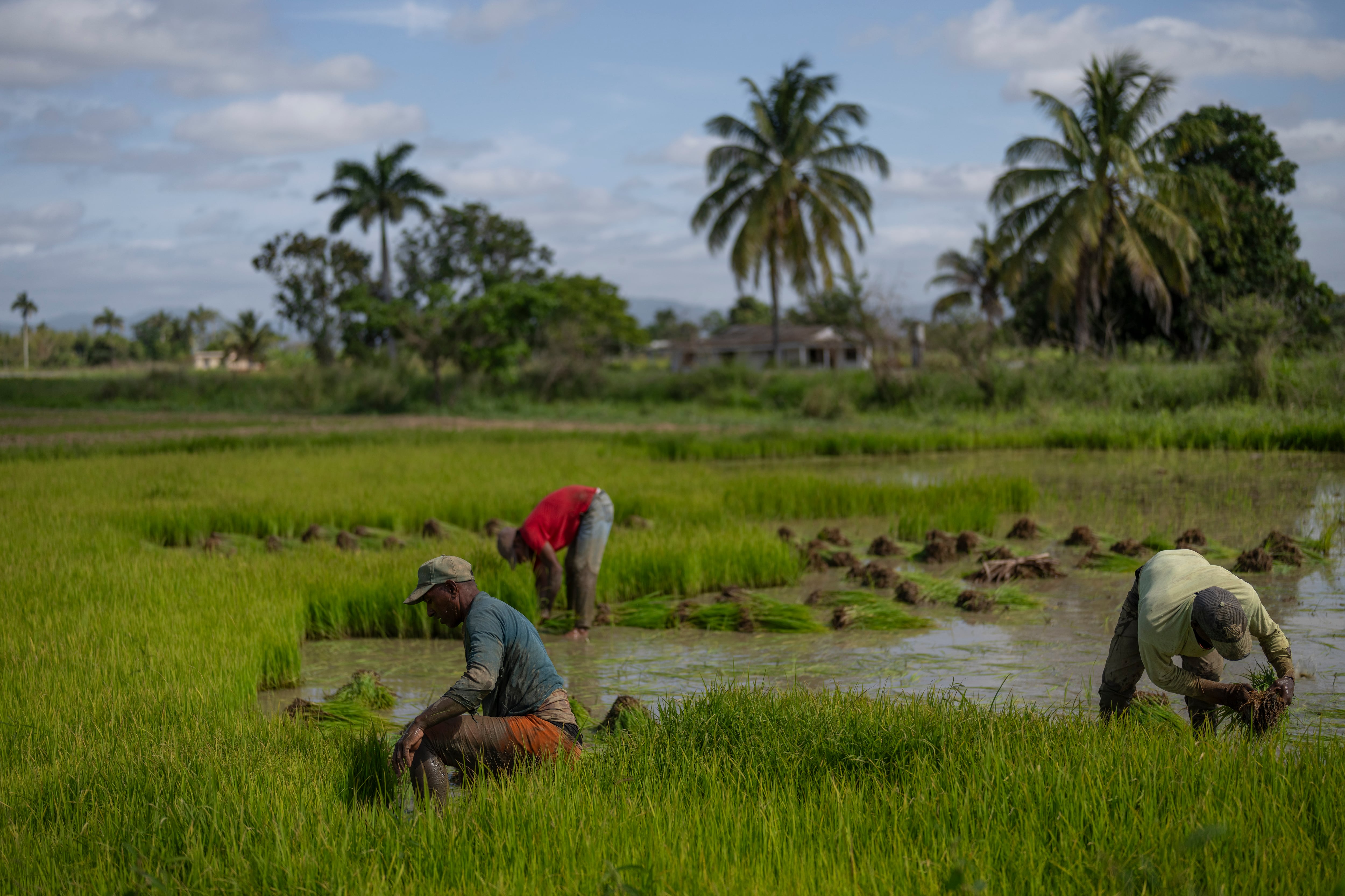 Trabajadores recogen plántulas de arroz para trasplantarlas a otro campo en Los Palacios, Cuba (AP Foto/Ramón Espinosa/Archivo)