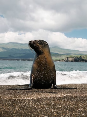 León marino erguido sobre arena oscura en una playa con olas, colinas y cielo nublado al fondo