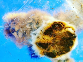 Una foto de un león