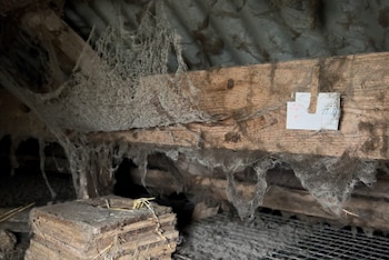 La asociación ARDE denuncia que la granja de Abegondo presenta una "suciedad extrema". (ARDE)