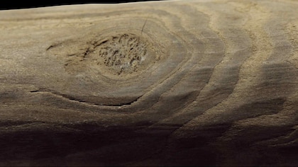 ¿Edad de Piedra o de Madera? Un sorprendente hallazgo reveló secretos inesperados de la prehistoria