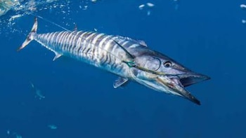Pez wahoo gris y plateado con rayas oscuras y anzuelo en su boca, nadando en agua azul bajo la superficie