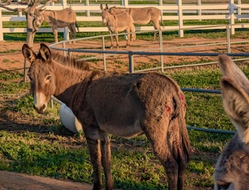 Los animales presentan heridas graves