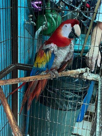 Algunas de estas especies se