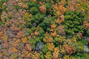 Los proyectos piloto en distintos