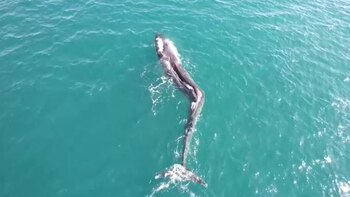 Avistamiento de una ballena con
