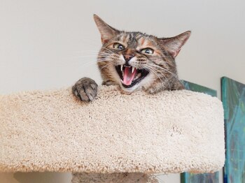 (Animal Planet - Colprensa)