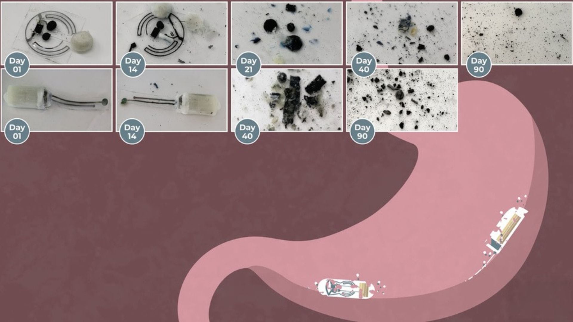 Los dispositivos funcionaron con normalidad durante tres días al contacto con soluciones similares al jugo gástrico (Imagen: Cortesía de los investigadores / MIT News)
