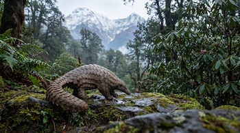 Pangolín del Himalaya camina sobre rocas cubiertas de musgo en un bosque montañoso con árboles y montañas nevadas en el fondo.