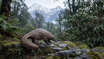 La pieza que faltaba para proteger al pangolín más traficado del Himalaya