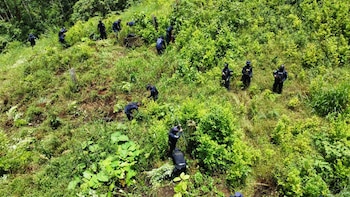 Alrededor de 56,000 arbustos de hoja de coca fueron erradicados durante el operativo antidrogas. (Foto: DNPA)