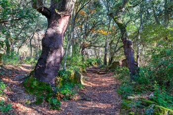Sendero en mitad de un