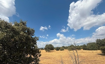 Algunos de los ejemplares arbóreos de los Altos de la Navata, en Galapagar