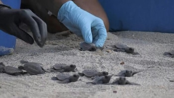 Fenómenos como el aumento del