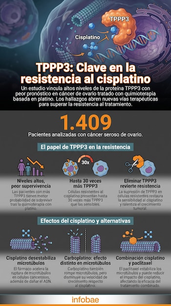 Infografía con ilustraciones de células, moléculas de cisplatino y carboplatino, proteína TPPP3, microtúbulos, ADN, gráficos, texto, número 1.409.
