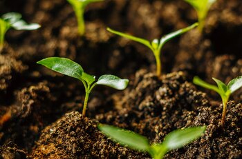 La comprensión de los procesos