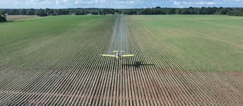 Un avión pequeño amarillo y blanco vuela bajo sobre un campo de cultivo verde con hileras, dejando un rastro blanco. El cielo es azul con nubes