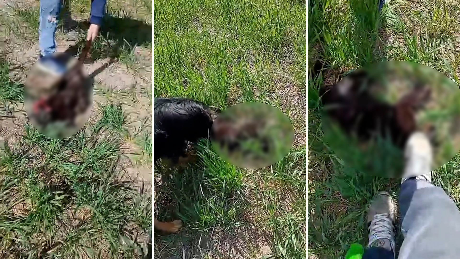 Tres adolescentes torturaron y mataron a un gato. Todo fue filmado y lo subieron a las redes (Captura de video)