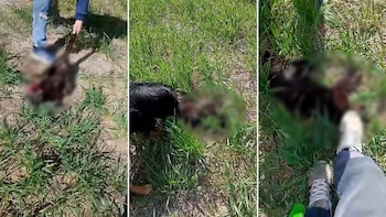 Brutal caso de maltrato animal en Entre Ríos: tres adolescentes mataron a un gato, se filmaron y lo subieron a las redes