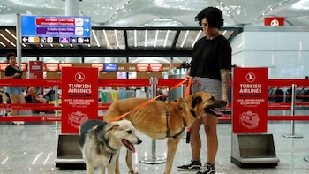 La nueva ley sobre perros