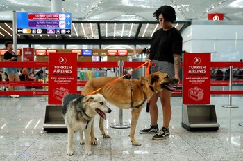 Los perros callejeros Dali y Sayko son escoltados por el activista por los derechos de los animales Bengisu Komurcu en el aeropuerto de Estambul antes de viajar a Países Bajos vía Bruselas, en Estambul, Turquía
(REUTERS)