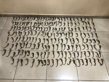 Hipocampos decomisados (Foto: Ministerio de