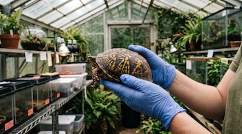 Manos con guantes de nitrilo azul sostienen una tortuga de caparazón amarillo y marrón dentro de un invernadero con estantes y terrarios.