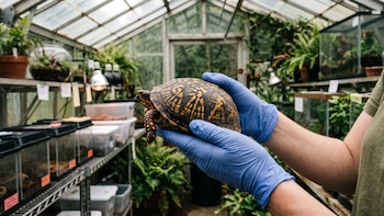 Los Ángeles se convirtió en una ruta del tráfico ilegal de tortugas hacia Asia: ya rescataron a 810 animales