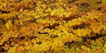 27/11/2020 Las hojas cambian de