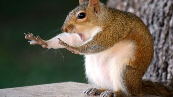 Investigadores proponen una nueva forma