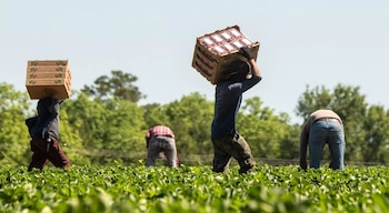 Cuatro trabajadores en un campo con plantas verdes bajo cielo claro. Dos personas cargan cajas con fresas sobre sus cabezas, dos se agachan