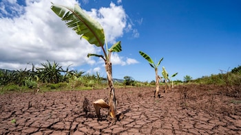 Las peores inundaciones en décadas arrasan cultivos en Hawái: menos verduras en el mercado y pérdidas por USD 50 millones